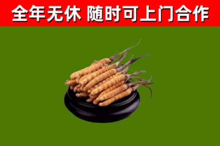 韶关烟酒回收冬虫夏草.jpg